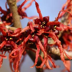 Hamamélis 'Feuerzauber' / Hamamelis x intermedia Feuerzauber